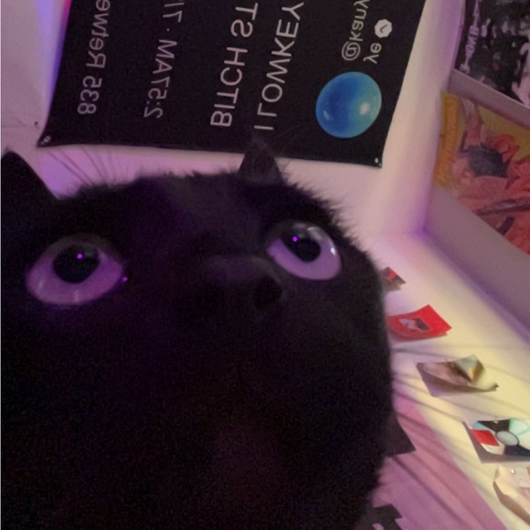 bellaoos